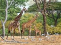 Giraffenherde und Vögelen